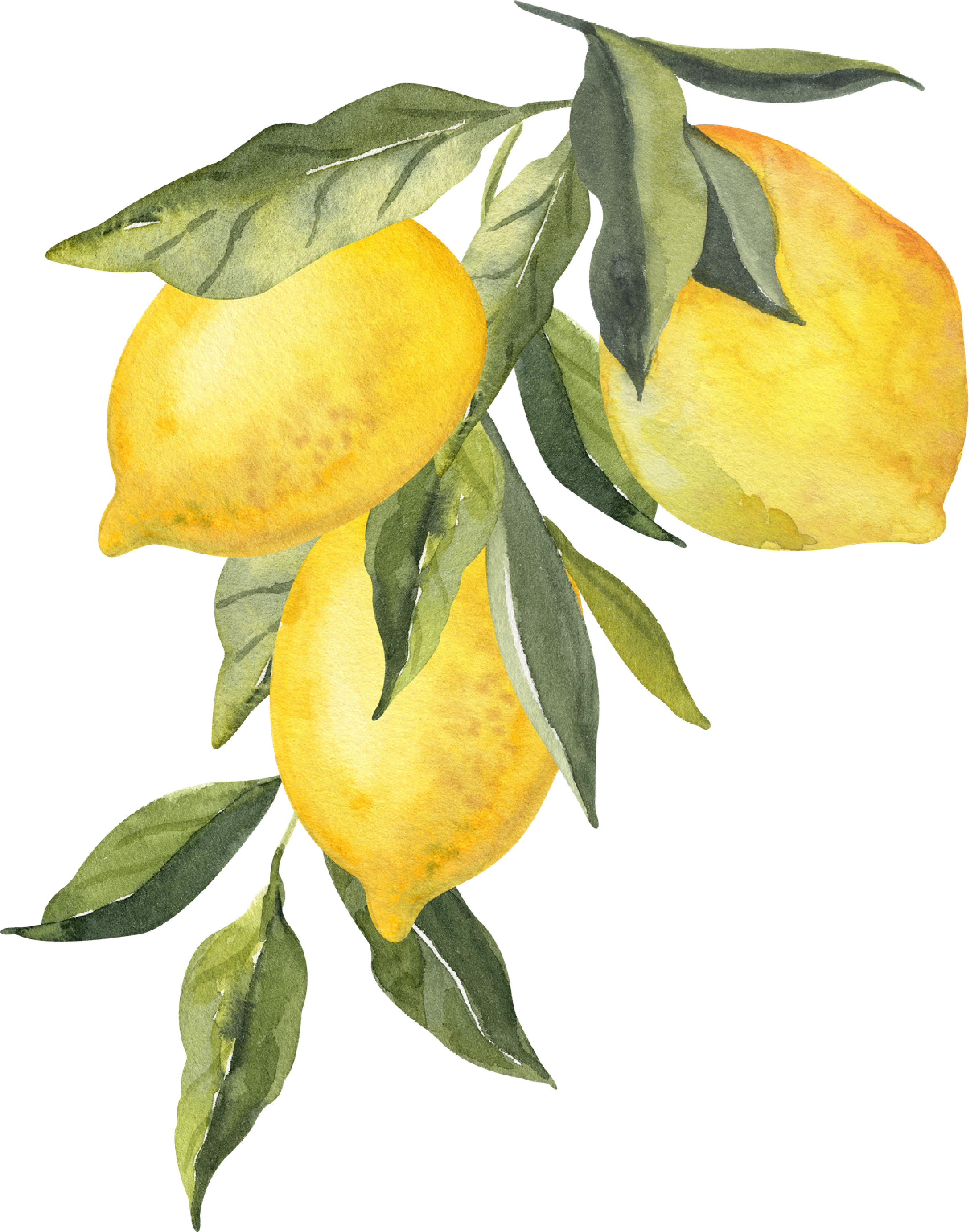 Decorative watercolor lemons